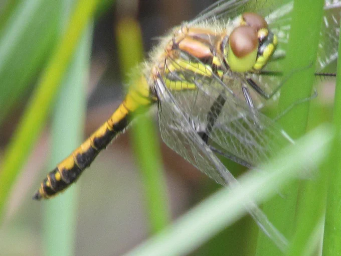 All my own work : Black Darter.