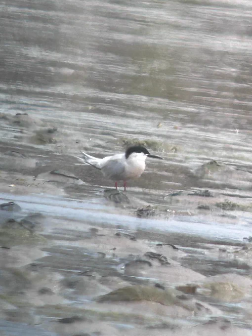 Roseate Tern © Rhys Jones