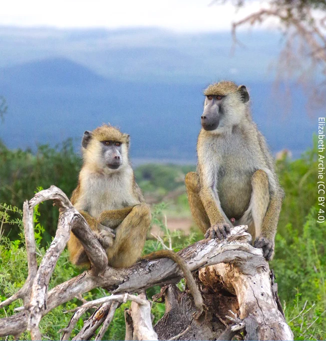 two baboons siting on a dead branch