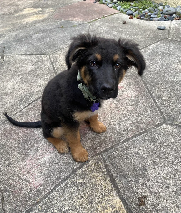 Little black puppy with brown paws and floppy ears and little brown eyebrows sitting in the hopes of getting a treat (she did).