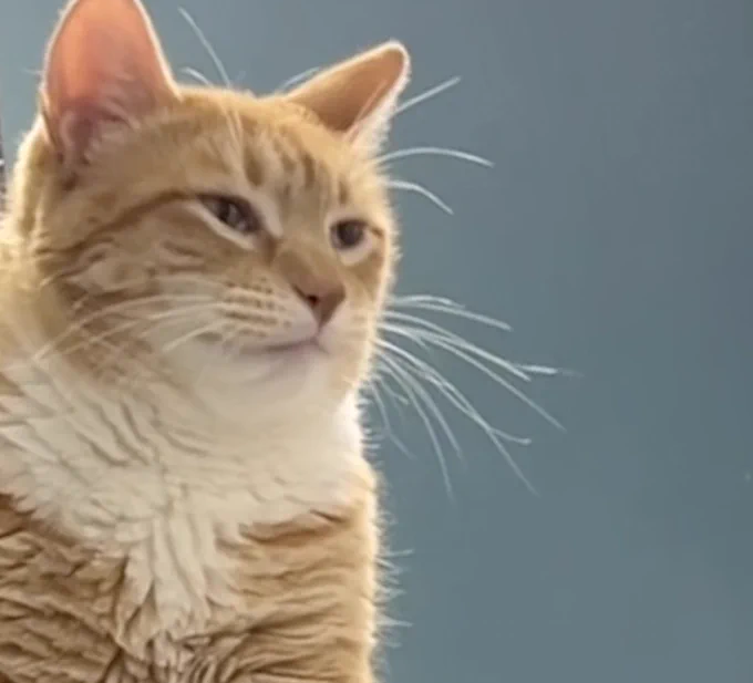 An orange cat in a room with green painted walls looking pleased with himself