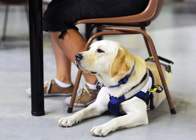 A Seeing Eye Dog in harness sat under a seat occupied by a client.