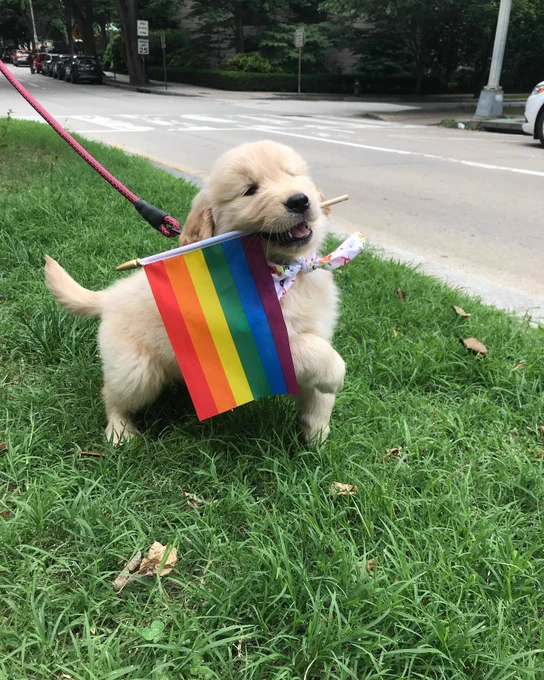 a golden retriever puppy on a bright pink rope leash prances through some tall grass. he’s wearing a brightly patterned bandana around his neck and is carrying a miniature six-stripe pride flag in his mouth. his front right paw is raised mid-stride, like he’s ready to hop into a pride parade at any second.