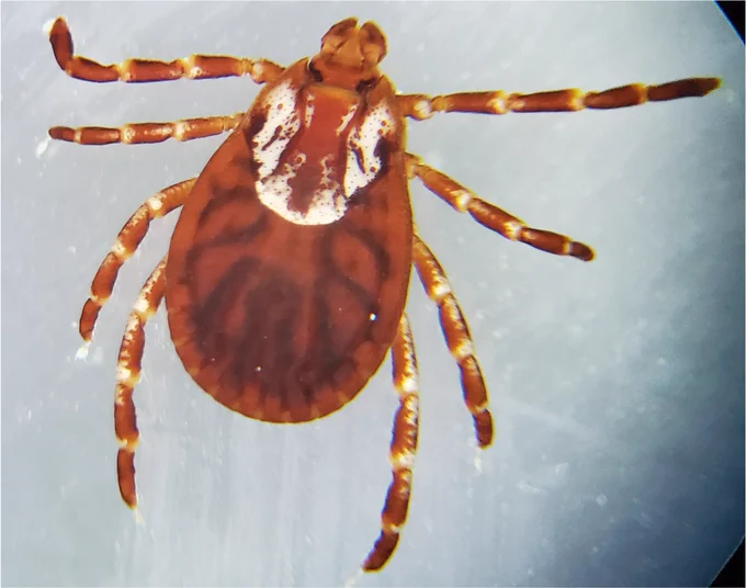 Close image of a Dermacentor variabilis adult (brown tick with ornate scutum)