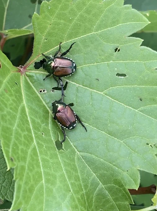 Japanese beetles on leaf