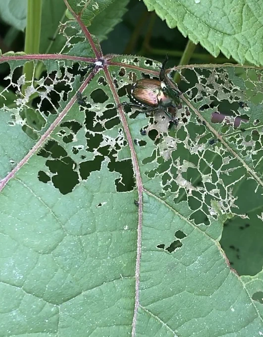 Japanese beetle on leaf