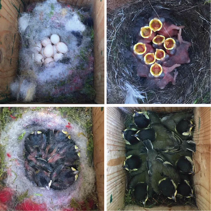 Four key phases inside the nest box: laying eggs (top left), two days after the eggs are hatched (top right), a week after they are hatched (bottom left) and two weeks later - when the young are about to leave the nest. Photographs: Melanie Lindner/NIOO-KNAW