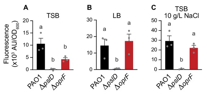 OprF affects biofilm eDNA levels in TSB. 24-h static microtiter PAO1 (black), ΔpslD (blue), and ΔoprF (red) biofilms grown in TSB (A), LB (B), or TSB (C) with 10 g/L NaCl were stained with the eDNA-specific dye DiTO-1. Fluorescence intensity from each strain was normalized to respective biofilm cell numbers (via absorbance at OD600). Error bars, SEM (n = 3); dot, each biological replicate, which is the average of 5 technical replicates; letters, statistical groupings (P < 0.05, one-way ANOVA with post hoc Tukey HSD).