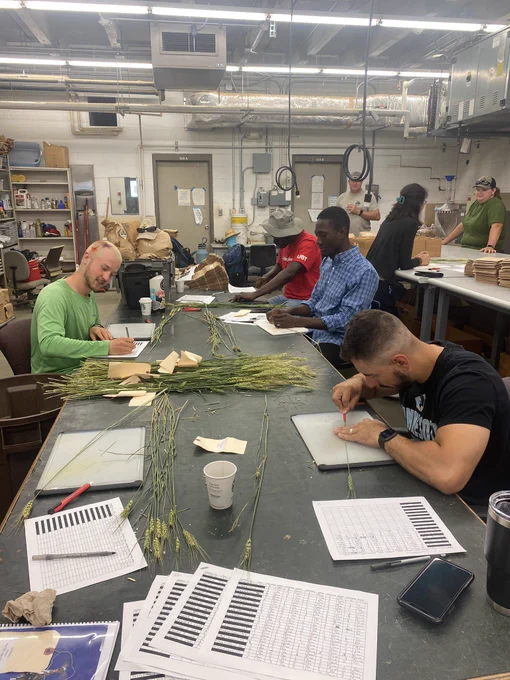 Several people sitting around a table with wheat stems on the table. Each person is using a small utility knife to cut stems vertically.