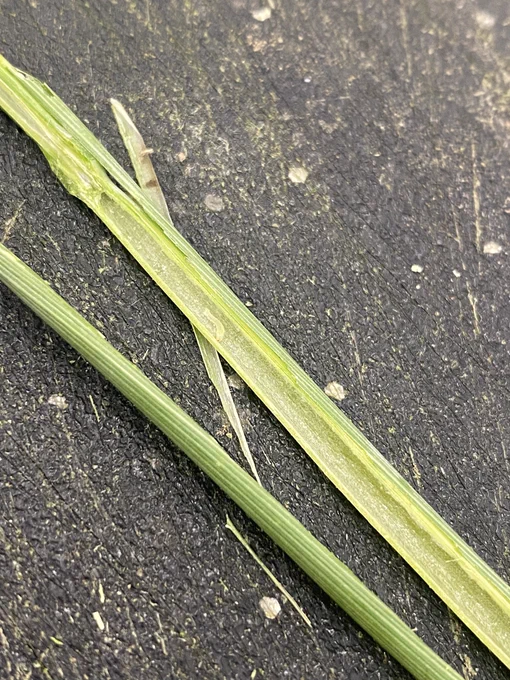 A single wheat stem split in half with a small wheat stem sawfly larva on the inside of the stem.