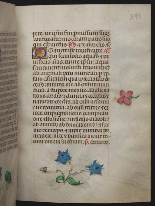 Manuscript page with flowers painted in the margins. One flower is painted so that it looks like it was stuck through holes in the page.