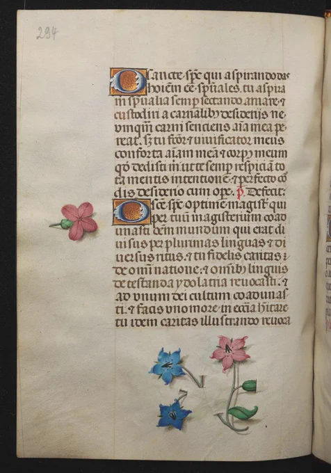Verso of the manuscript page. Parts of the flower that weren't visible on the other side are shown on this side, including half a bud that's poking through the page.