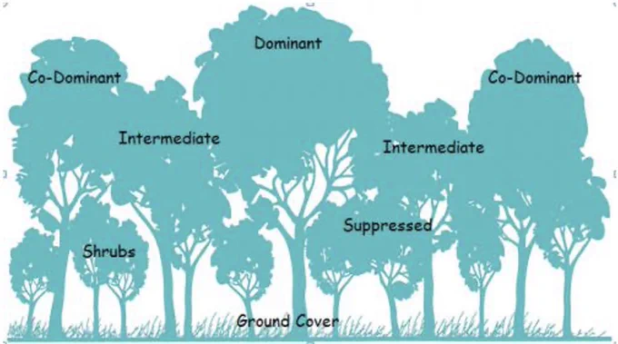 https://www.canr.msu.edu/news/layers_of_the_forest