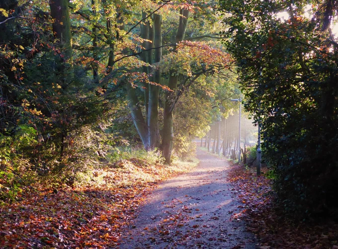 Photo: A quiet pathway in Keele's beautiful woodland campus.