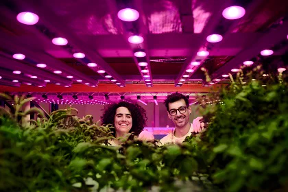 Professionals under the purple light overlooking basil crop in vertical farm.