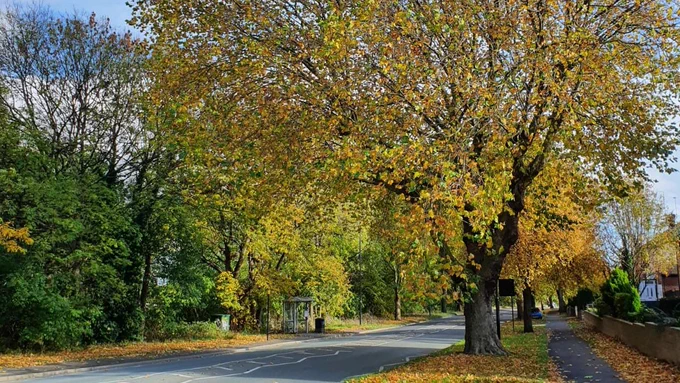 A Sheffield street lined with vividly coloured trees.
