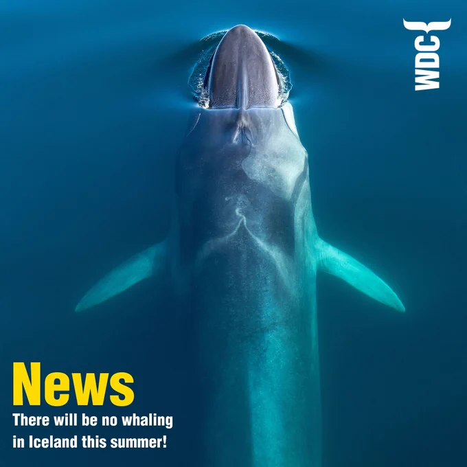 Image of a fin whale. 

Text: News, There will be no whaling in Iceland this summer!
