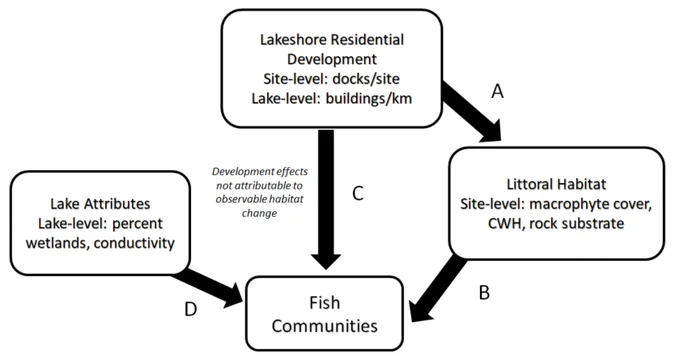 A conceptual framework for considering how lakeshore residential development (LRD) affects littoral habitat and fish communities. We hypothesize that LRD affects littoral habitat, in turn affecting fish communities (B). LRD may have effects on fish communities that are independent of its effects on littoral habitat (C). Finally, lake attributes that are unrelated to LRD may also affect fish communities (D)