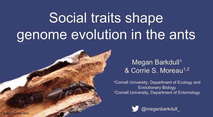 Screenshot of a PowerPoint slide with a picture of a turtle ant and the text “Social traits shape
genome evolution in the ants
Megan Barkdull1
& Corrie S. Moreau1,2
1Cornell University, Department of Ecology and
Evolutionary Biology
2Cornell University, Department of Entomology
@meganbarkdull
Image by Alex Wild”