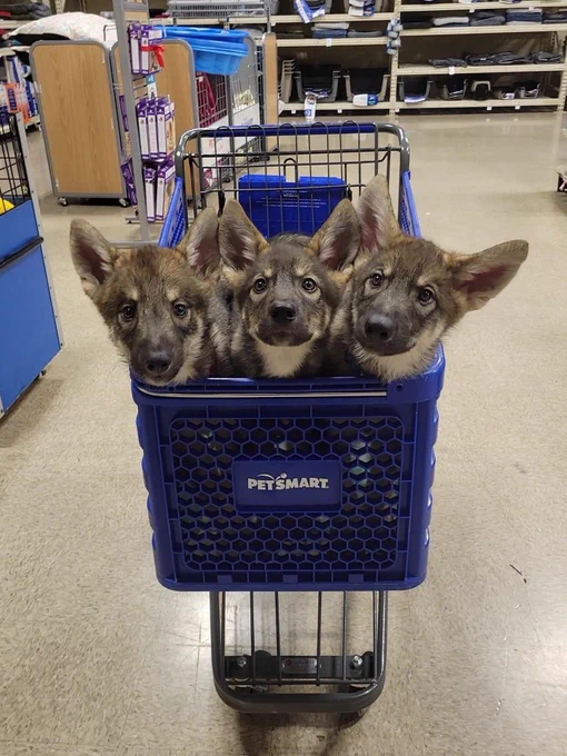 a blue shopping cart is parked facing you in the wide aisle of a big-box pet store. three shepherd-looking puppies are sitting in the cart, poking their heads up over the edge at you. since nothing is visible below their necks, it’s distinctly possible that this is merely one devilishly handsome three-headed pup. the head on the left is making direct and menacing eye contact. the central head looks up with a defiant expression, chin held high. the one on the right has his head slightly cocked to one side and has the biggest ears. we’ll probably start there with the noggin pats.