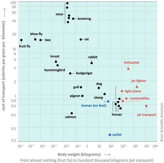 Graph of cost of transport (in calories per gram per km) vs body weight for different animals.