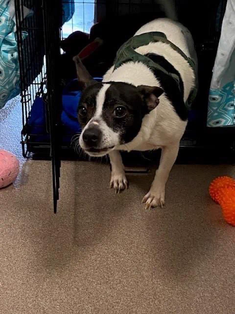 A black and white dog partially stepped out of a wire crate