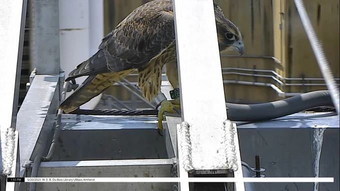 Juvenile peregrine falcon 83/CD perched on Du Bois Library camera arm.