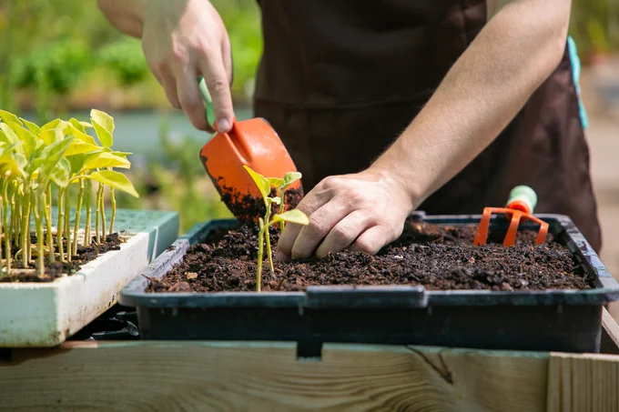 A close-up shot of a person planting a sprout.
