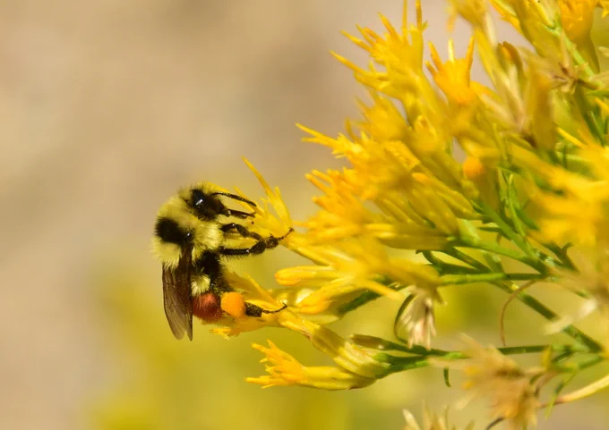 A bumblebee gathers pollen from the tiny petals of a yellow flower.