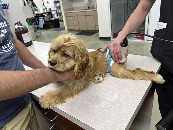 A cocker spaniel puppy, getting laser treatment on his legs.