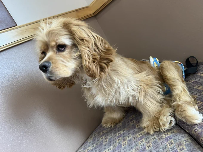 A very handsome cocker spaniel puppy on the bench at the vet clinic.