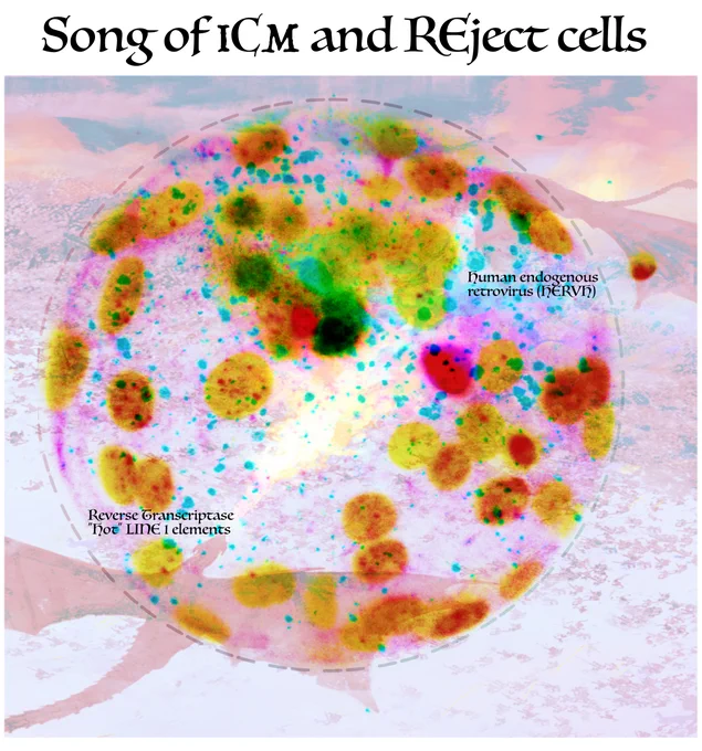 Human embryo at day 5. Stained with H2Ax-gamma, and NANOG. It is symbolizing a battle of fire with fire between foreign invaders. One is determined to destroy while other one fights to save it. It is Adopted from Game of Thrones Season 8 Episode 3. Fits to the selection arena. 