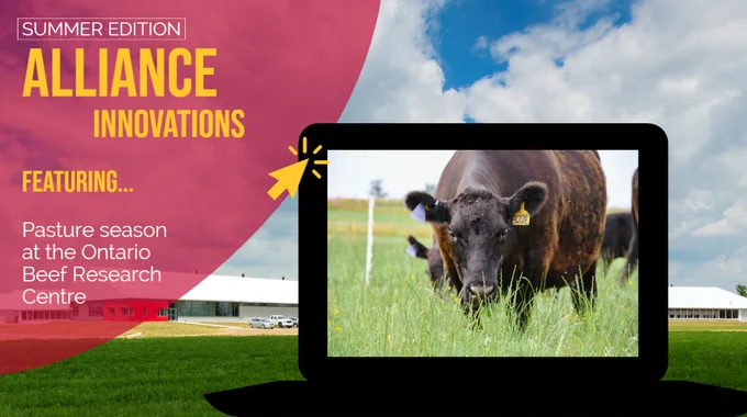 Promo graphics for the summer edition of the Alliance Innovations newsletter. Text reads: Featuring pasture season at the Ontario Beef Research Centre.