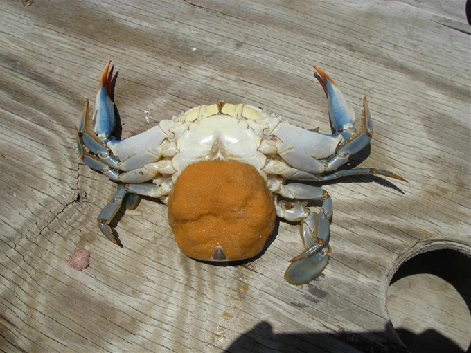 A female blue crab lays belly-up on a wooden dock, revealing her yellow egg sponge.