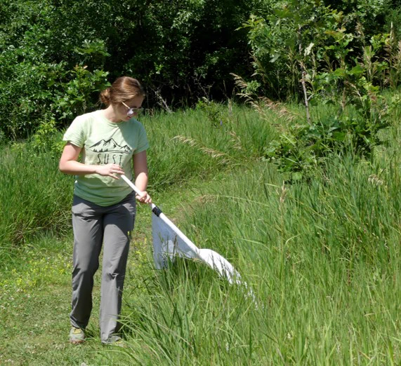 A woman in a green shirt and gray pants flagging for ticks at the edge of a grassy path near woods