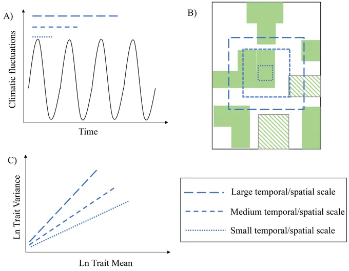 Schematic diagram depicting the predictions of the effect of increasing temporal and spatial scales on Taylor’s Power Law – the relationship between log-transformed trait variance and mean. A) Temporal heterogeneity increases with scale. B) Spatial heterogeneity increases with scale (colors/patterns indicate different habitat types). C) Prediction: steeper slopes as spatial and temporal scales increase
