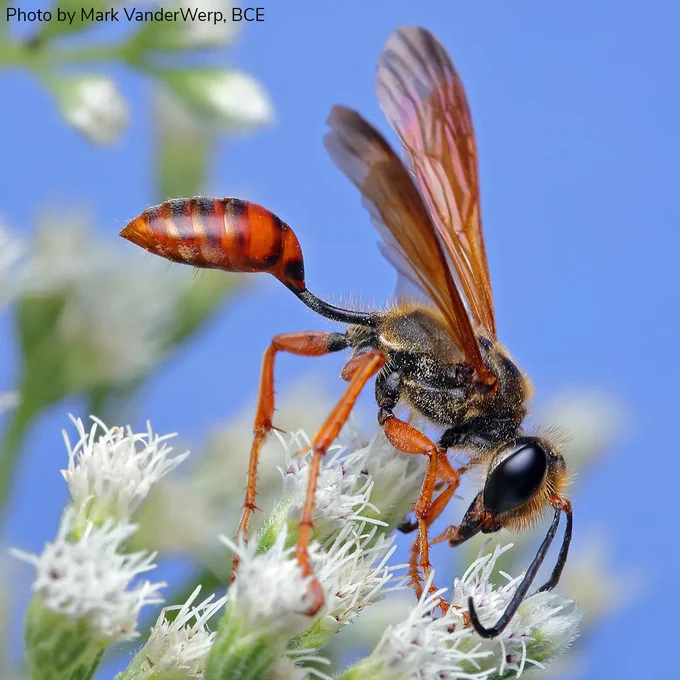 Closeup of a wasp perched on a bunch of small white, hairy flowers against a sky-blue background. The wasp has black eyes and antenna, a black thorax, and rust-brown legs, wings, and abdomen. The wasp's abdomen is connected to its thorax via an extended narrow black “waist” (as narrow as its legs), giving the effect of its abdomen appearing held out away from the rest of its body.