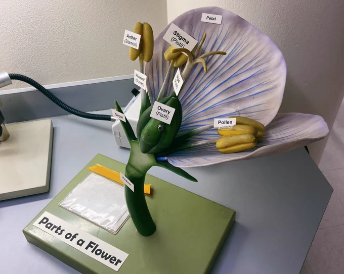 A scientific model of the anatomy of a flower.