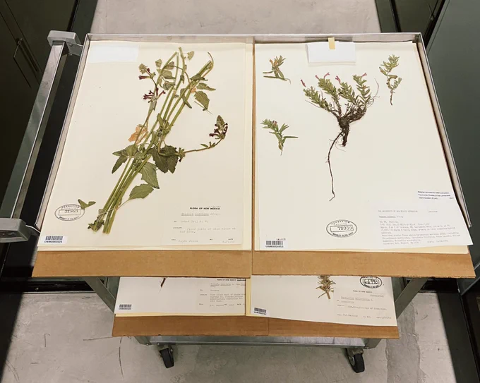 Two herbarium specimens, pressed plants mounted on paper.