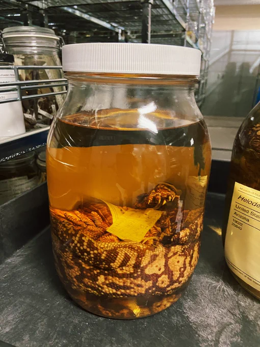 A jar contained a Gila monster preserved in liquid.