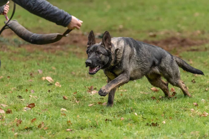 A picture of a black and tan police dog running across a grass field at full speed towards a bite roll which can be seen in the corner of the picture