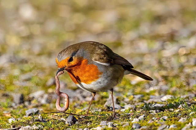 Robin (bird) eating an earthworm