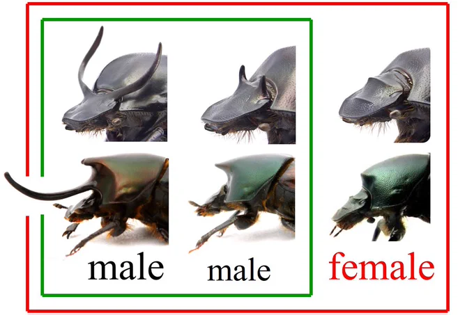 Chart comparing the horns on 2 different species of horned beetles illustrating diverse forms of condition-dependent development. The left and center column show the horn morphologies of males that experienced good compared to suboptimal feeding conditions. The far right column shows the corresponding morphology of well fed females. In these two species, the well fed males have larger horns than the not-as-well-fed males. The females have no horns.