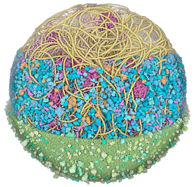 Acknowledgement: Martina Maritan, Ludovic Autin, David S. Goodsell, Scripps Research and RCSB Protein Data Bank. doi: 10.2210/rcsb_pdb/goodsell-gallery-040