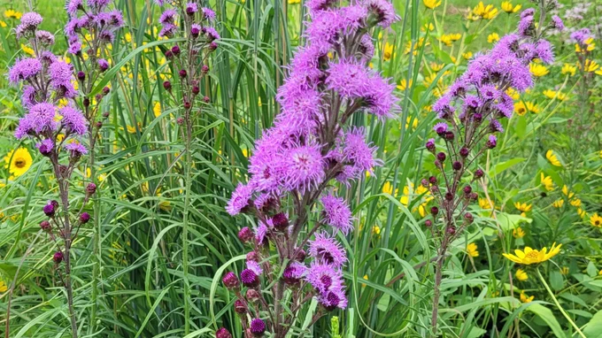 Spikes of purple colored flowers bloom against a backdrop of tall grass and yellow flowers.