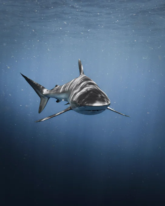 A shark