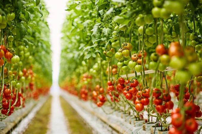 Costa Group's vast tomato-growing glasshouse facility in Guyra, NSW: Future Food Systems CRC has just signed off on a project with University of New England aimed at optimising CO2 inputs in Costa's Guyra facility. Image courtesy of Costa Group.