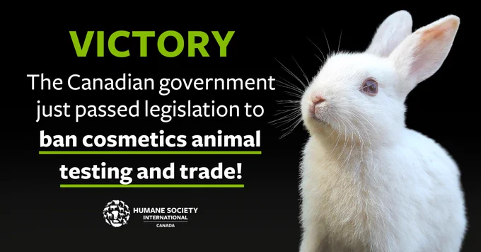 A white rabbit on a black background with text that reads: Victory: The Canadian government just passed legislation to ban cosmetics animal testing and trade!
