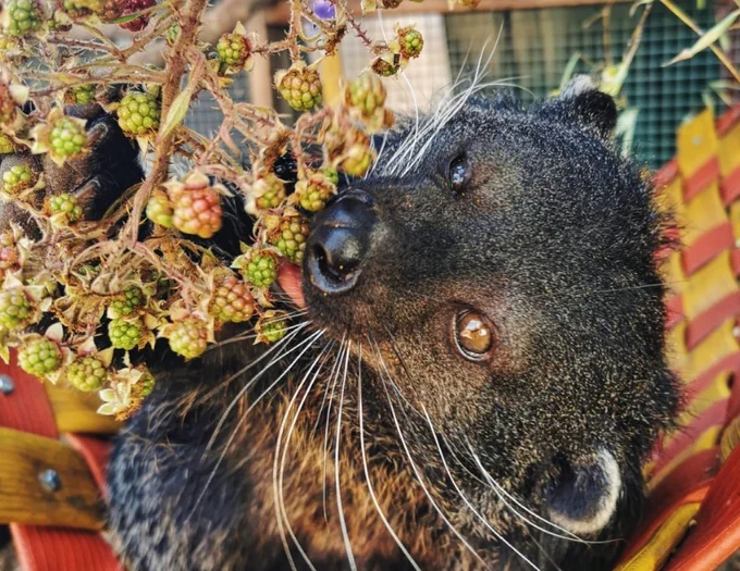 Jackson the binturong eating some fresh berries