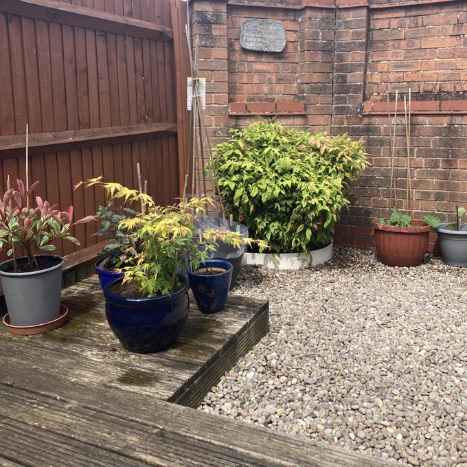 A selection of plants in pots on decking and pebbles